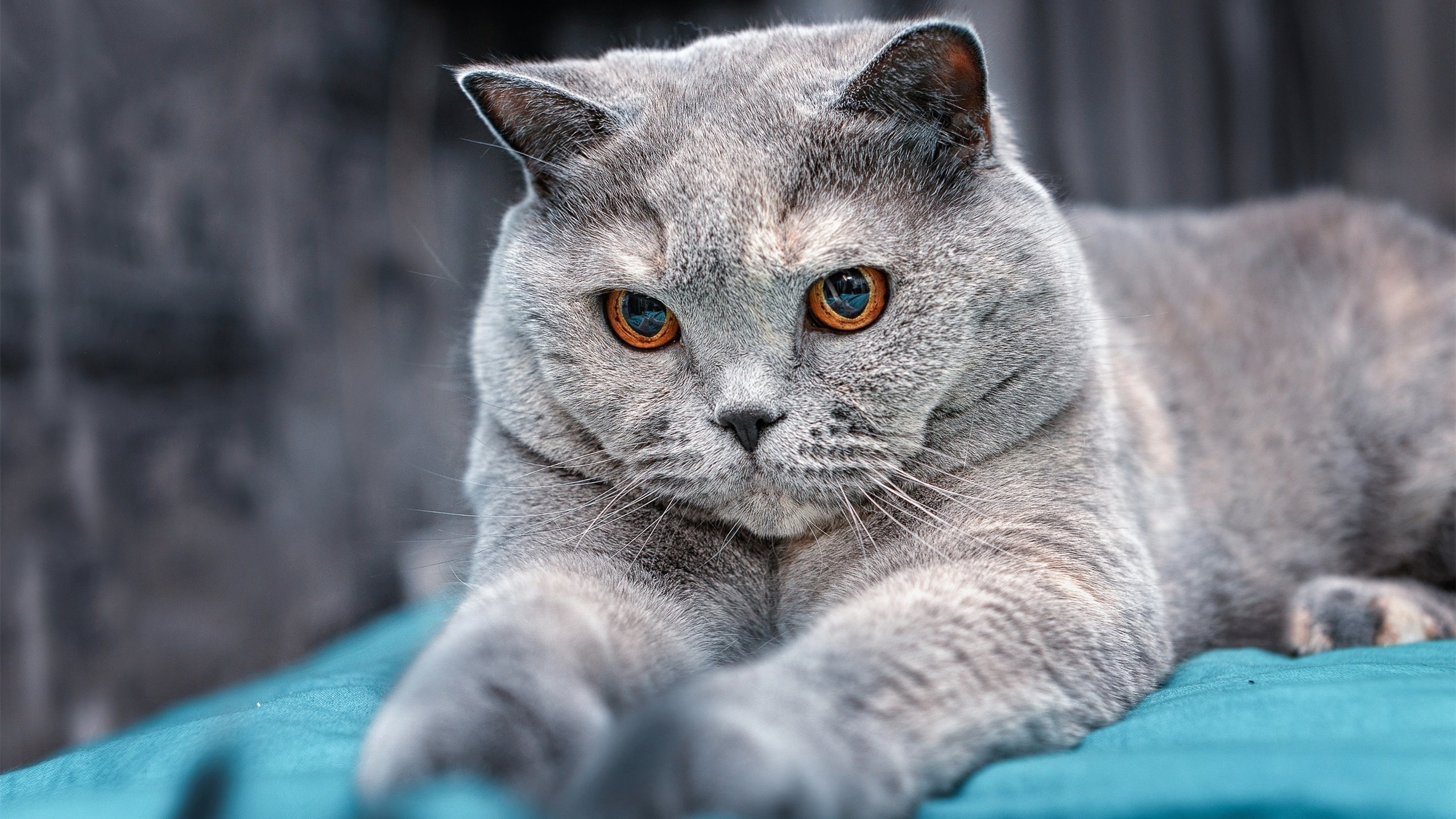 伤病影响：球队排兵布阵如何应对？，足球队排兵布阵