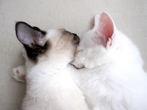 塞内加尔马术协会举办“马术与文化”展览，展示马术与塞内加尔传统文化的融合。