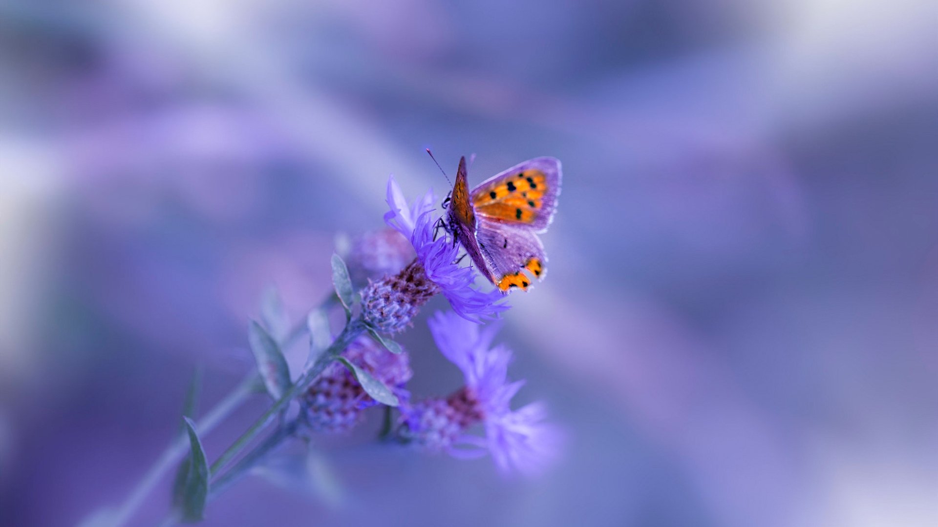 开云网页版登录入口-国际滑联认可新动作，中国花滑组合创新成功，国际滑联花样滑冰大奖赛